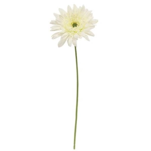 *Blooming Daisy Stem White